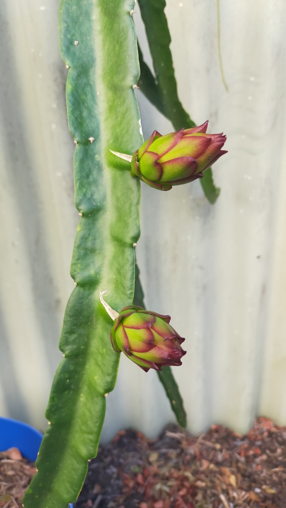 Bigger buds
